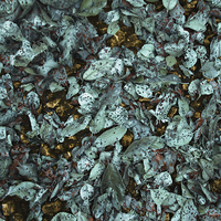 Buy canvas prints of Patina Leaves by Mary Rath