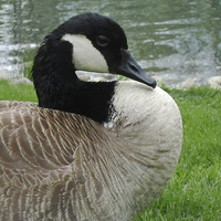 Buy canvas prints of Canadian Goose by Mary Rath