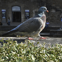 Buy canvas prints of  Pigeon by Mary Rath