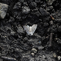 Buy canvas prints of Grey moth by Mary Rath