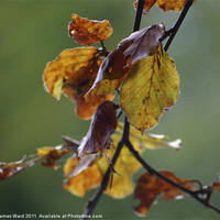 Buy canvas prints of Autumnal leaves by James Ward