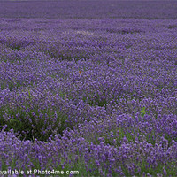 Buy canvas prints of Lavender Field 5 by James Ward