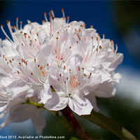 Buy canvas prints of Rhododendron by James Ward