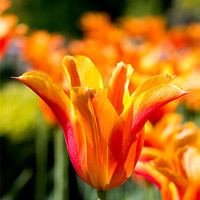Buy canvas prints of Vivid Orange Tulip by James Ward