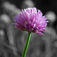 Buy canvas prints of Flowering Chives by James Ward