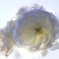 Buy canvas prints of Soft White Rose by James Ward