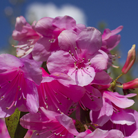 Buy canvas prints of Pink Rhododendron by James Ward
