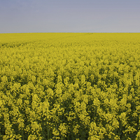 Buy canvas prints of Yellow Field by James Ward