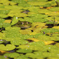 Buy canvas prints of  Toad in the Lillies by James Ward
