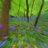 Buy canvas prints of Zooming Through Bluebell Woods by Christine Johnson