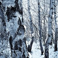 Buy canvas prints of Snowy Silvery Birch by Christine Johnson