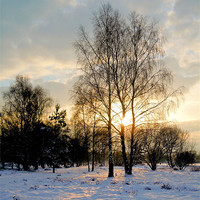 Buy canvas prints of Winter Light by Christine Johnson