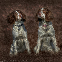 Buy canvas prints of Textured Springers by Christine Johnson