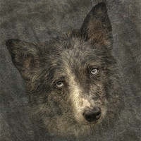Buy canvas prints of Melancholy Collie by Christine Johnson