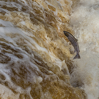 Buy canvas prints of Leaping Salmon  by Christine Johnson
