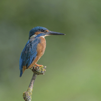 Buy canvas prints of Kingfisher in Profile by Christine Johnson