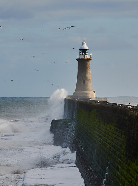 Tynemouth Pier and Lighthouse Picture Board by John Ellis