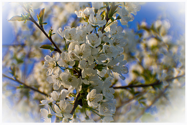 Spring Blossom Picture Board by John Ellis