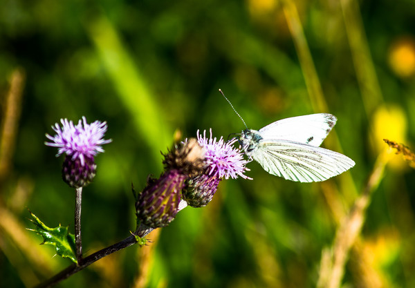 Small White on Thistle Picture Board by John Ellis