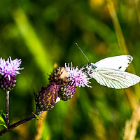 Buy canvas prints of Small White on Thistle by John Ellis