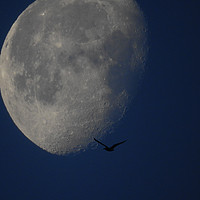 Buy canvas prints of Fly Me to the Moon by John Ellis