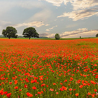 Buy canvas prints of Flowers of Remembrance by John Ellis