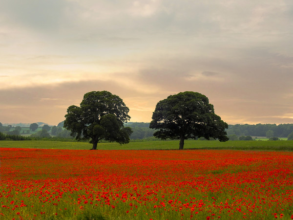The Poppy Field Picture Board by John Ellis