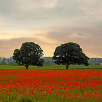 Buy canvas prints of The Poppy Field by John Ellis