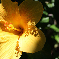 Buy canvas prints of Yellow flower with dramatic shadows by Ashley Ridpath