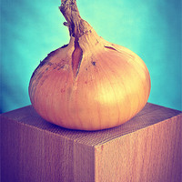 Buy canvas prints of Onion by 