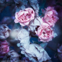 Buy canvas prints of Faded Roses by 