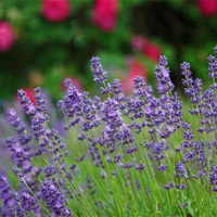 Buy canvas prints of Smelling Sweet Lavender by zoe jenkins