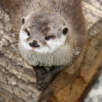 Buy canvas prints of Short Clawed Otter by zoe jenkins