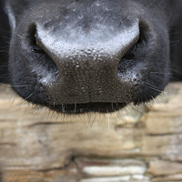 Buy canvas prints of Nosey Cow by zoe jenkins