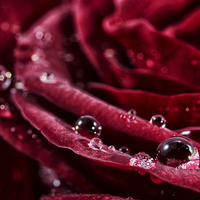 Buy canvas prints of Rose Drops by zoe jenkins