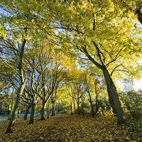 Buy canvas prints of Autumn Avenue by Stephen Wakefield