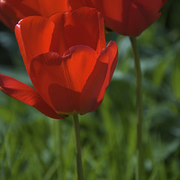 Buy canvas prints of Tulip into light by Stephen Wakefield