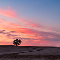 Buy canvas prints of A sunset on One Tree Hill by David Dean