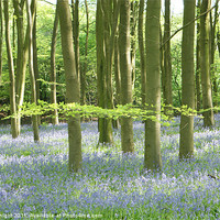 Buy canvas prints of A carpet of Bluebells winchetster by Dean Knight