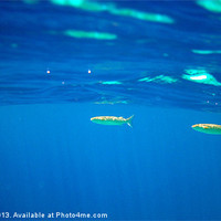 Buy canvas prints of 3 Fish Swim By by Aran Smithson