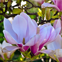 Buy canvas prints of Magnolia in bud by Kelvin Futcher 2D Photography