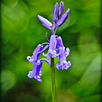 Buy canvas prints of Bluebell by Kelvin Futcher 2D Photography