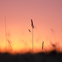 Buy canvas prints of  Tall Grass Sunset by Kelvin Futcher 2D Photography
