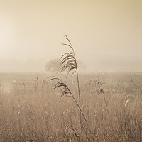Buy canvas prints of Misty Morning Marshes by Kelvin Futcher 2D Photography