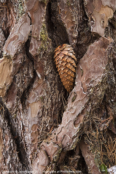 Pine Cone on Tree Trunk Picture Board by John Barrie