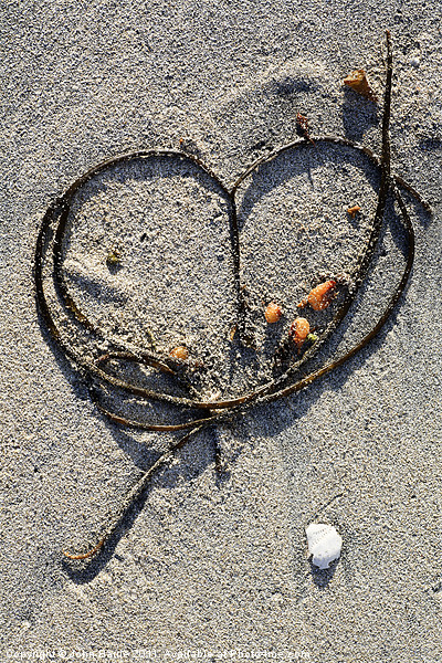 Seaweed Heart Picture Board by John Barrie