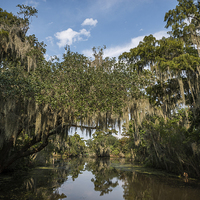 Buy canvas prints of  New Orleans Swamps by Kieran Brimson