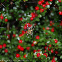 Buy canvas prints of Spider berry by Beth Hartley