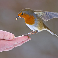 Buy canvas prints of Bird in the hand by Andrew Haynes