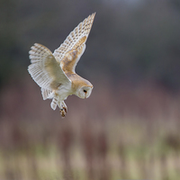 Buy canvas prints of Barn Owl Stall by Andrew Haynes
